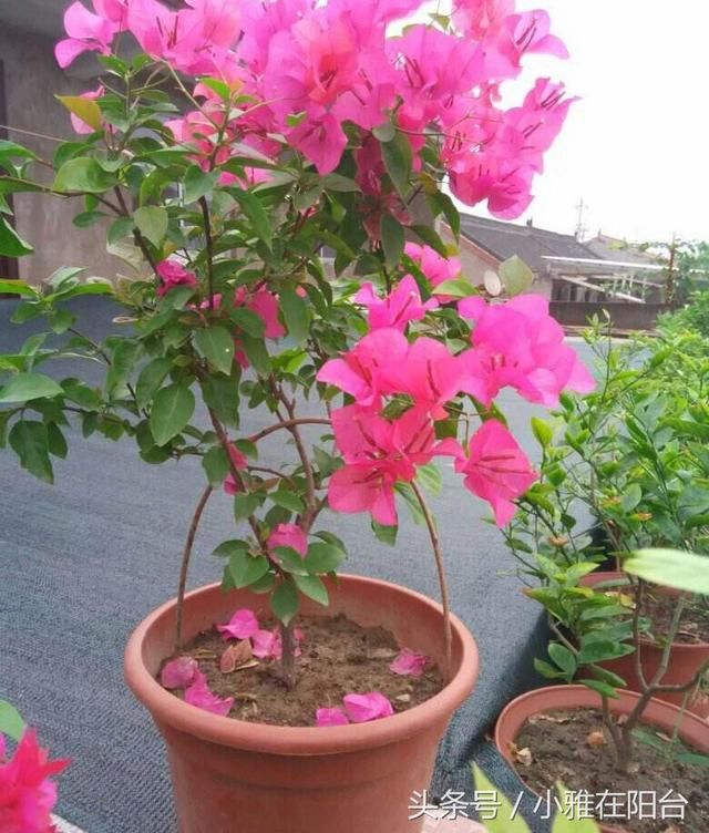 三角梅不开花,一定是控水不够的问题吗?