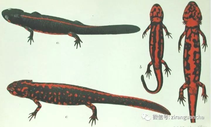 琉球棘螈 琉球棘螈在中国台湾区域灭绝,但在琉球群岛的冲纯,阿美等