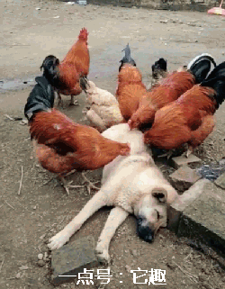 动物 鸡 250_321 竖版 竖屏 gif 动态图 动图