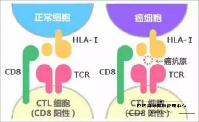 日本免疫细胞bak疗法 让肺癌患者存活16年