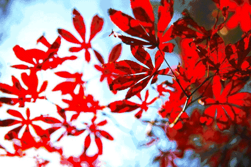 壁纸 枫叶 红枫 树 500_333 gif 动态图 动图