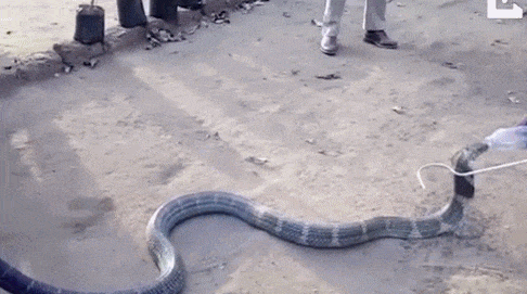 动物 蛇 486_271 gif 动态图 动图