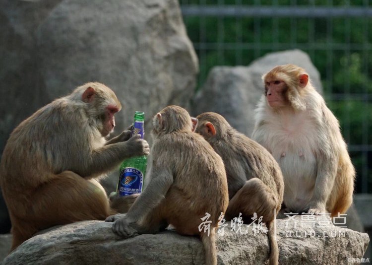 情报站|济南这群猴子会喝啤酒?还想吹瓶