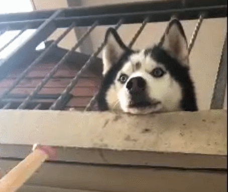 壁纸 动物 狗 狗狗 454_383 gif 动态图 动图