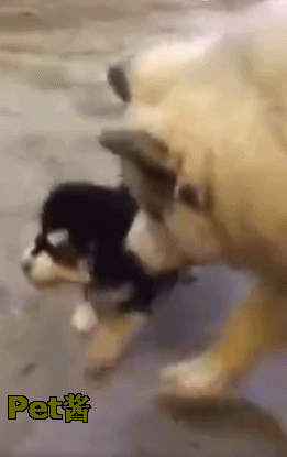 小狗狗见身后有一只大狗,它立马躺地上碰瓷,表情真是绝了