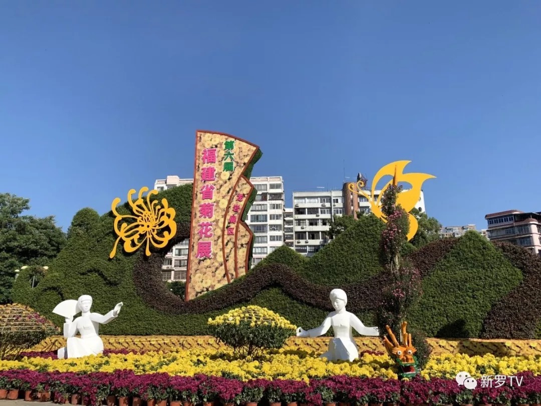 龙岩街心广场菊花展"艳照"抢先看,太美了!