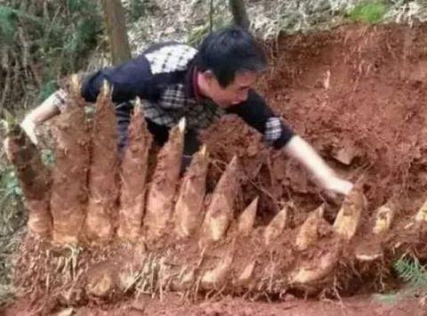 冬笋:指尚未出土的毛竹笋,有经验的竹农才能挖得到,就是正月十五左右