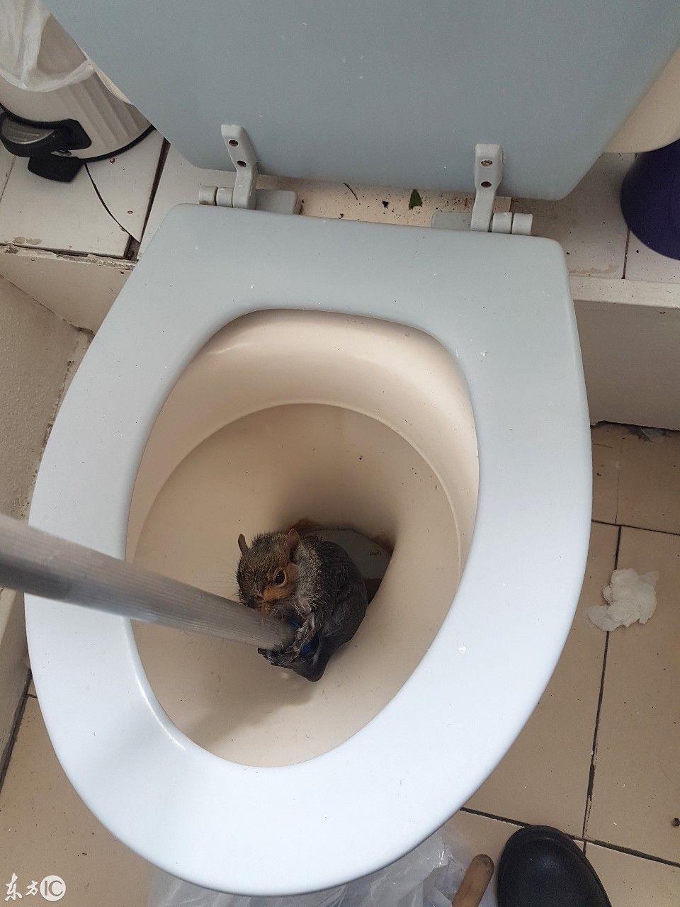 小松鼠意外掉马桶,还好工作人员及时救援