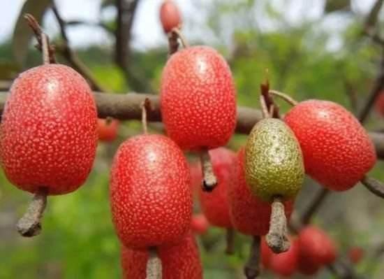 史上最全的野果大全,前几种你都不一定能分清