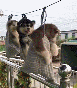 搞笑囧图:鱼:此刻,我就是那只没梦想的咸鱼 - 笑话大王 - 乱弹笑话 -