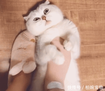 女主人用脚给猫做
