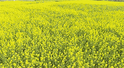 壁纸 成片种植 风景 植物 种植基地 桌面 400_221 gif 动态图 动图