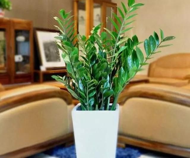心理学:你觉得哪盆金钱树最有生命力?秒测你的财运何时到来