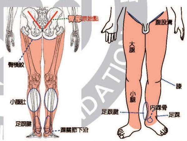 原始点一条脊椎外加七处原始点按摩位置及其涵盖范围