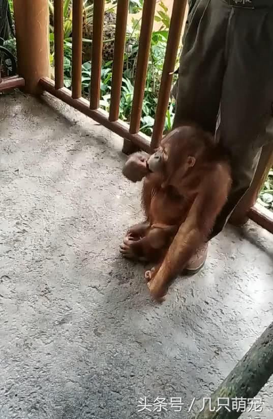 猴子靠在饲养员腿上,任凭怎么推它都不走,还露出这幅脸色来