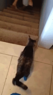 逗比喵星人你是演杂技的啊?后面的那只都看傻了眼!