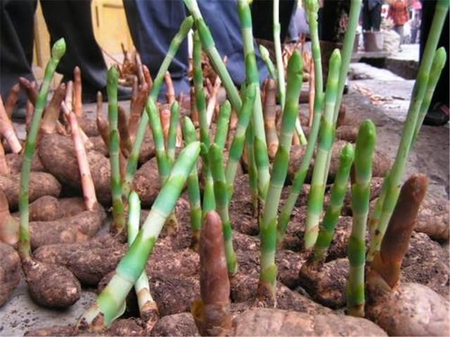 种植历史,是山区农民收入来源之一,这几年随着天麻无性繁殖技术的推广