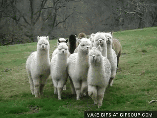 草泥马运往临夏饲养,去看的时候可不要惹恼它,它会朝你吐口水的