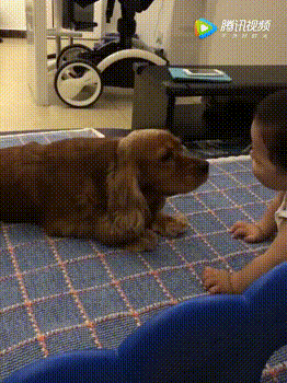 狗狗和主人在一起的画面暖爆了