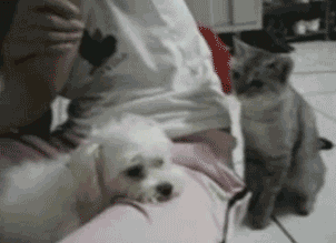 女人吃醋有时候是毫无理性可言,而猫咪吃也是,吃起醋来都忘了自己不吃