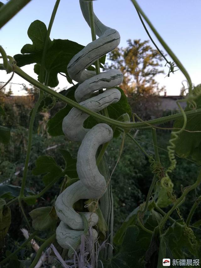 长达一米半 像瓜像豆又像蛇 乌鲁木齐老人的新菜让人猜半天