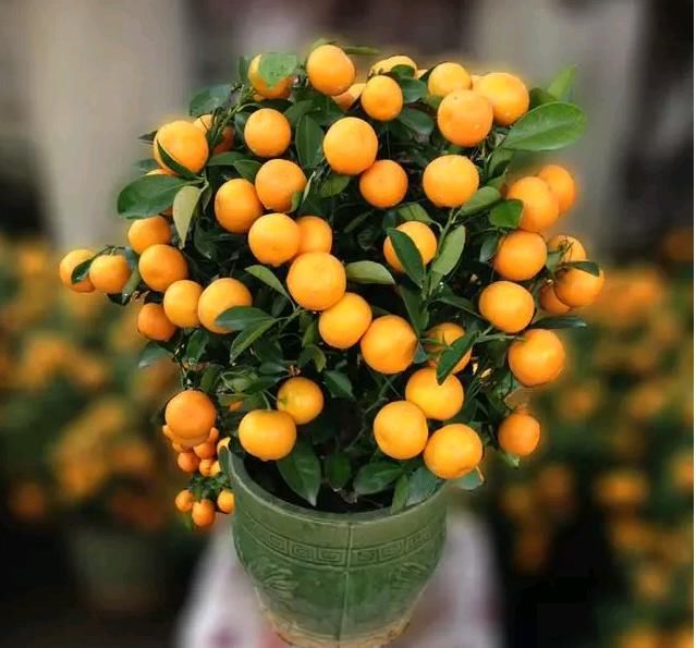 春节客厅摆什么花?这8款招财又转运!