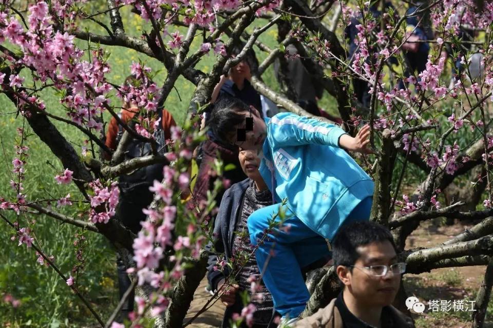 清明小长假周潭赏桃花 游客爬树摘花踩踏