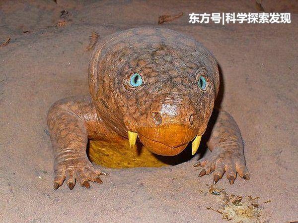 壁纸 动物 两栖 蛙 600_450