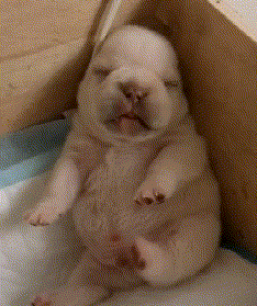 搞笑gif:妹子,你快下来吧,可别暴露了你女汉子的形象