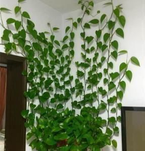 绿箩的茎剪下来怎么栽_绿箩的茎剪下来怎么栽_绿箩尖有点黄怎么剪好看