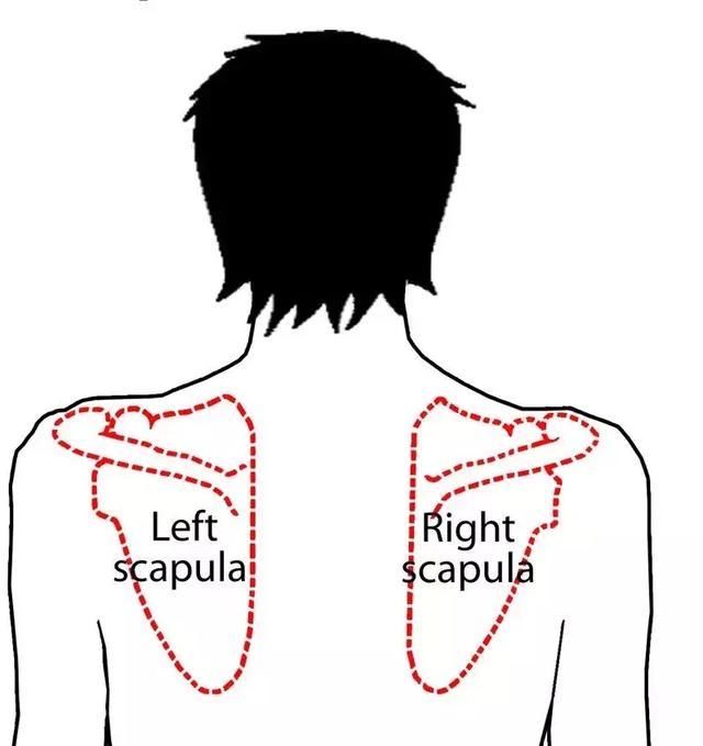 如果我们肩部长期做不适当的动作,肩胛骨和肋骨会形成一个假性关节
