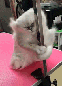 搞笑gif:我胆子小,你别吓我!这个魔术厉害!