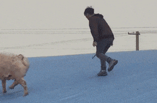 03, 谁说男人靠不住的?事实证明:母猪不仅能上树,还能上房揭瓦呢!