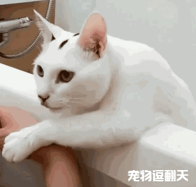 笑喷了,女主人浴缸泡澡,猫趴旁边不愿离开:不要怕我来
