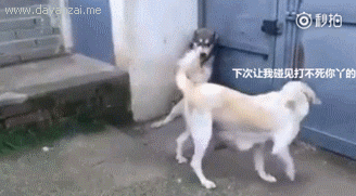 二哈你个怂样,这脸丢的,以后在犬界还怎么混?