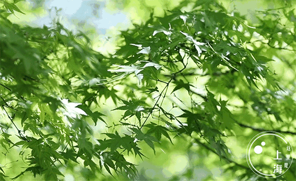 绿布动态素材,绿幕动态素材,绿布素材(第9页)_大山谷图库