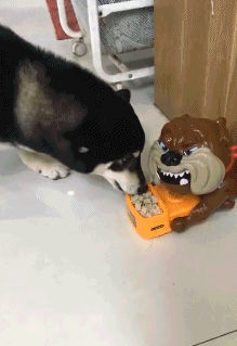 搞笑gif: 前无古人,后无来者,这一定是个假新郎!