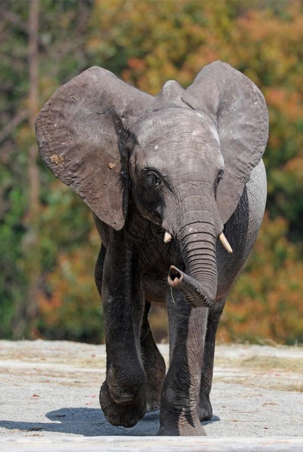 耳朵 亚洲象耳朵相对来说较小,而非洲象耳朵则大很多.