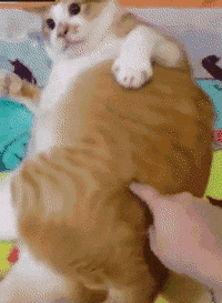有一位网友养了一只橘猫,他喜欢猫咪胖胖的,觉得这样才好看,才可爱