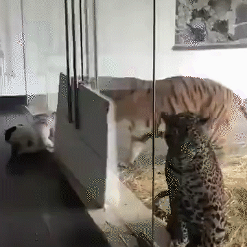 搞笑gif趣图:玩物丧志的废狗一条!