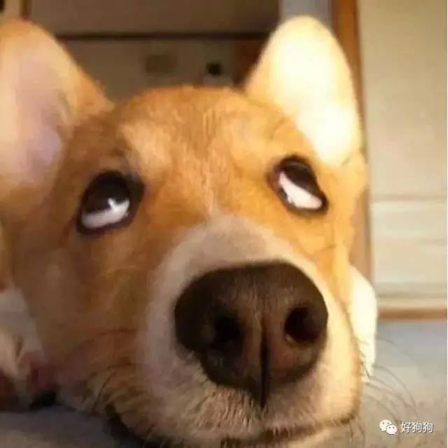 表情包,看这些狗子就够了!