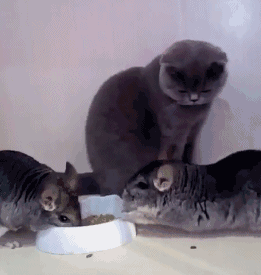 搞笑gif动图--哼!又想骗我生女儿