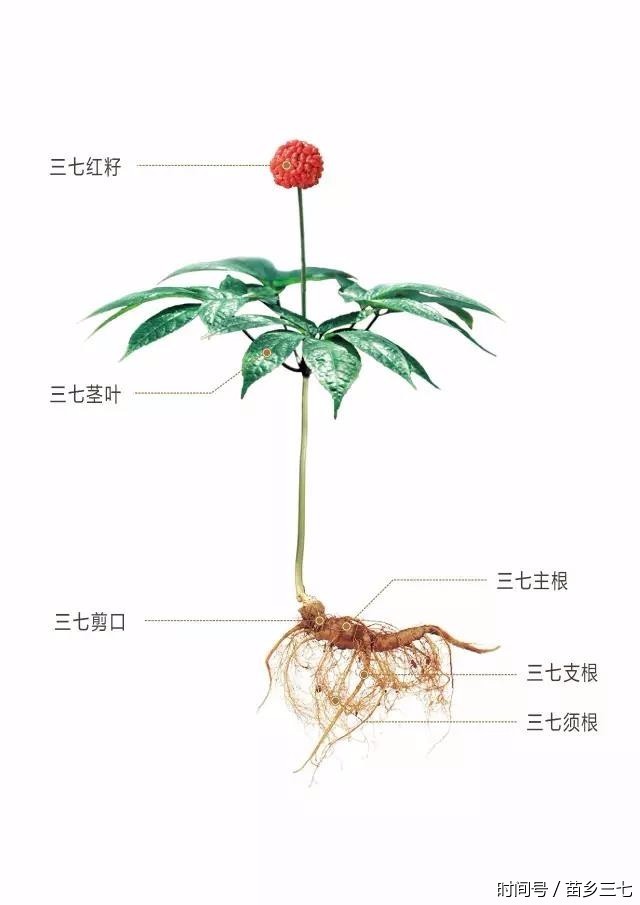 【三七知识大讲堂第三课】三七根都有药效,为什么还要修剪?