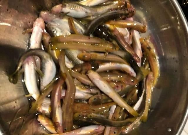200元一斤的小杂鱼,以前钓到都不要,现在是餐桌上难得