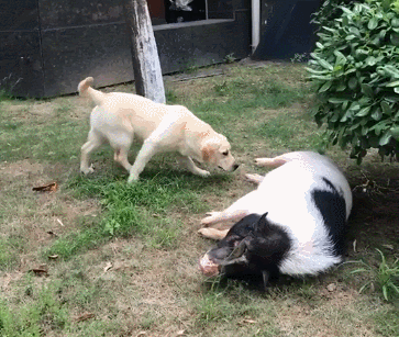 我家狗子摊上大事了,居然被一头猪给碰瓷了,猪还躺着呢咋整?