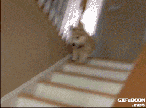 壁纸 动物 狗 狗狗 猫 猫咪 小猫 桌面 300_222 gif 动态图 动图