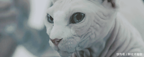 壁纸 动物 狗 狗狗 500_200 gif 动态图 动图