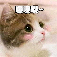有趣表情包之喵星人的日常,我是一只萌萌的小猫咪哦