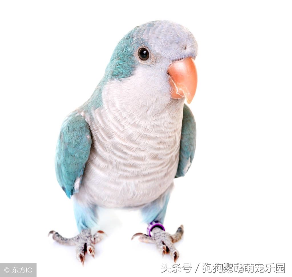 和尚鹦鹉,比卖萌从来没输过的小鸟!说话能力杠杠滴!