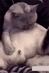 搞笑gif:掀开被子的一瞬间,太暖太治愈啦